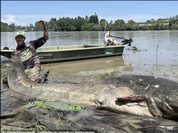 Rekor Ikan Lele Terbesar Sejagat, Hampir Sebesar Sapi