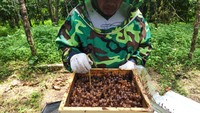 Muri Tajam, Manager of Mining SHE Semen Baturaja sedang melakukan proses panen madu trigona di area green house lahan reklamasi pascatambang Pabrik Baturaja, Desa Pusar, Kecamatan Baturaja Barat, Kabupaten Ogan Komering Ulu, Sumatra Selatan. Lebah trigona merupakan salah satu genus lebah tanpa sengat penghasil madu terbaik.  