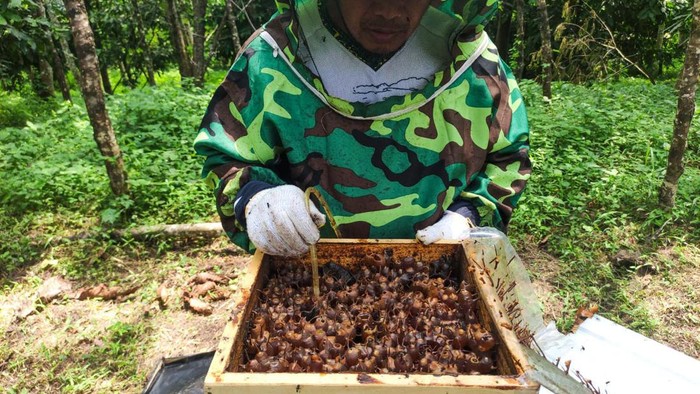 Lahan reklamasi pascatambang Pabrik Baturaja, anak usaha SIG di Ogan Komering Ulu, Sumatra Selatan dijadikan tempat budidaya lebah trigona. Yuk kita lihat panennya.