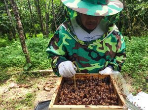 Melihat Budidaya Lebah Trigona di Lahan Reklamasi