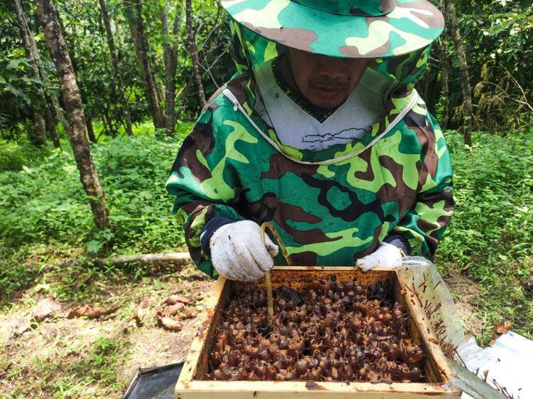 Melihat Budidaya Lebah Trigona di Lahan Reklamasi