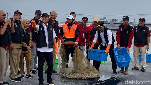 Menteri KP Panen Udang 14 Ton di Tambak Modern Terbesar se-RI