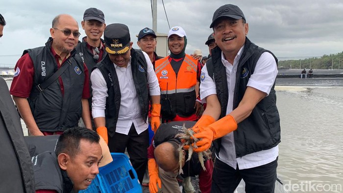Menteri KP Panen Udang 14 Ton di Tambak Modern Terbesar se-RI