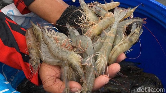 Menteri KP Panen Udang 14 Ton di Tambak Modern Terbesar se-RI