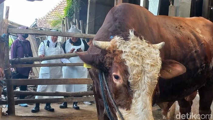 Pastikan Hewan Kurban Siap dan Sehat, Gubernur Jatim Datangi Peternakan Sapi di Lamongan