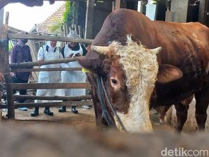 Syarat Umur Hewan Kurban dan Batas Waktu Penyembelihannya