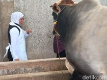 Khofifah Pastikan Stok Hewan Kurban Jatim Aman di Tengah Wabah PMK