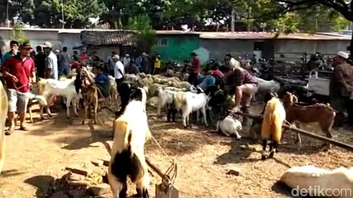 penjual hewan kurban kambing di pasuruan