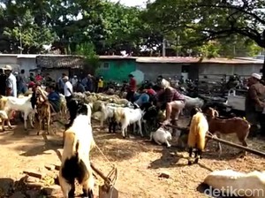 Penjualan Hewan Kurban Kambing di Pasuruan Meningkat Jelang Idul Adha