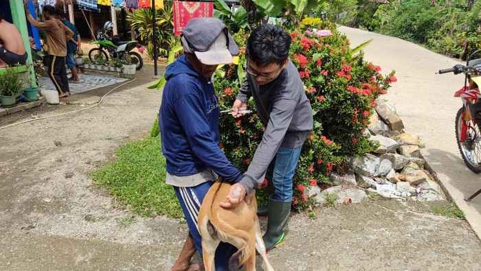 Petugas kesehatan hewan Dinas Pertanian Barru melakukan vaksin ke anak sapi untuk mencegah terjangkit penyakit.
