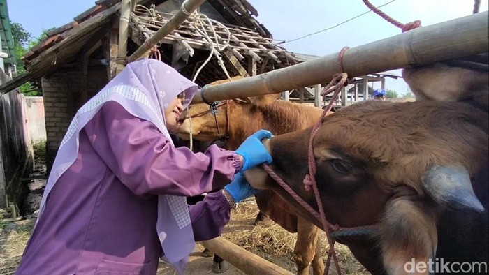 Petugas mengecek kesehatan hewan kurban.