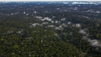 Hutan Amazon merupakan paru-paru dunia yang mampu menghasilkan 30% dari keseluruhan oksigen di Bumi.  