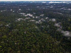 4 Bocah Korban Pesawat Jatuh di Hutan Amazon Disebut Punya Kekuatan Spiritual
