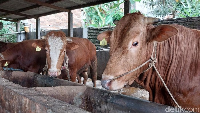 Sapi-sapi di Sanan Kota Malang