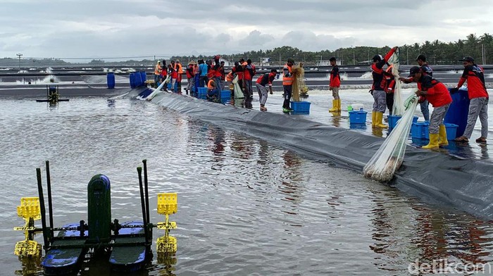 Menteri Kelautan dan Perikanan Sakti Wahyu Trenggono hari ini menghadiri panen udang di kawasan Budidaya Udang Berbasis Kawasan, Kebumen, Jateng. Ini potretnya.