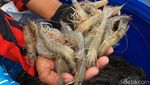 Trenggono Panen Udang Hampir Rp 1 M di Tambak Terbesar se-RI, Ini Potretnya