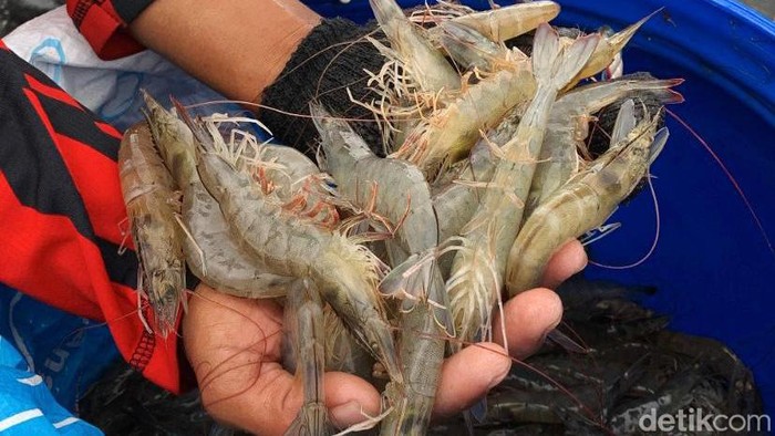 Menteri Kelautan dan Perikanan Sakti Wahyu Trenggono hari ini menghadiri panen udang di kawasan Budidaya Udang Berbasis Kawasan, Kebumen, Jateng. Ini potretnya.