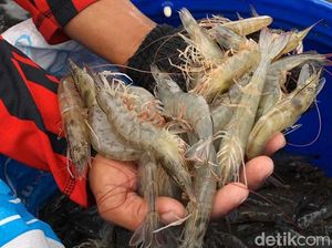 Udang RI Ditarik Lagi dari Peredaran AS, Masih Gara-gara Dugaan Radioaktif