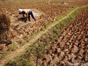Waspada El Nino dan IOD, Ini Sejumlah Wilayah RI yang Berisiko Kekeringan