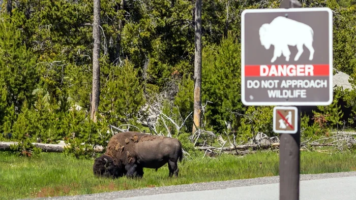 Bison di Taman Nasional Yellowstone