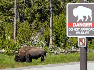 Diseruduk Bison Hingga Terlempar 2 Meter di Udara, Turis Terluka Parah