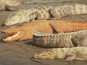 Mengapa Buaya Gharial di Nepal Punya Warna Jingga? Begini Alasannya