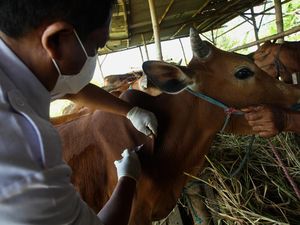 Kasus PMK di Kota Batu Bertambah, Vaksinasi Terus Digeber