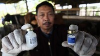 Petugas Dinas Ketahanan Pangan dan Pertanian (DKPP) Kota Surabaya menunjukkan vaksin LSD sebelum disuntikkan kepada hewan ternak sapi di Surabaya, Jawa Timur, Rabu (7/6/2023).