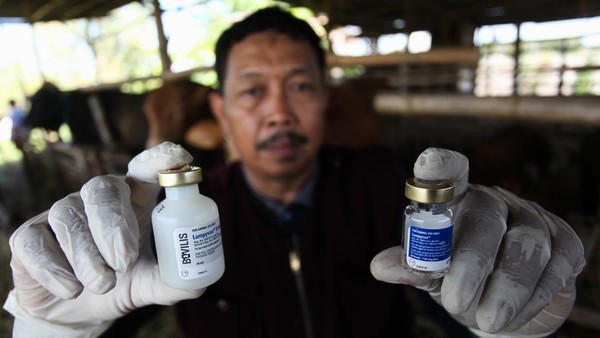 Jelang Idul Adha, Hewan Ternak di Surabaya Disuntik Vaksin LSD dan PMK