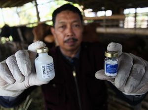Jelang Idul Adha, Hewan Ternak di Surabaya Disuntik Vaksin LSD dan PMK