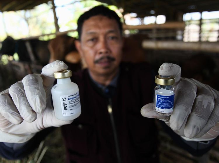 Jelang Idul Adha, Hewan Ternak di Surabaya Disuntik Vaksin LSD dan PMK