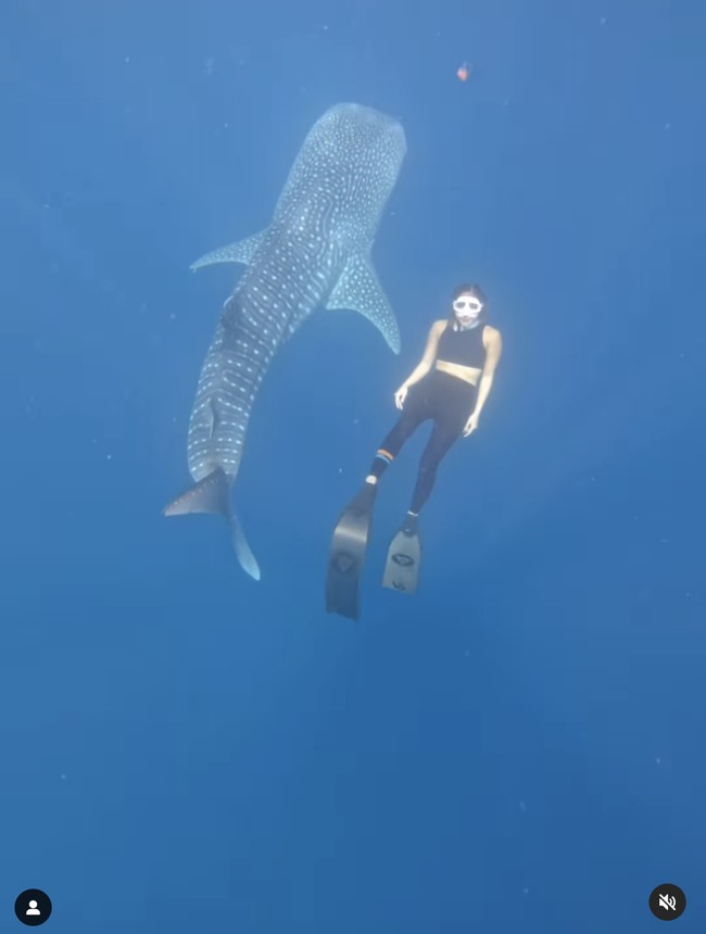 Artis yang berbisnis kosmetik itu mengaku takjub saat menikmati keindahan laut di Gorontalo termasuk momen berenang bersama hiu paus. “Dari awal jatuh cinta sama laut dan segala isinya tu karna ga habis pikir kebesaran Tuhan buat ciptain semua dunia dan isinya..Kagum.. hormat..Akan karyaNya yg luar biasa..,” tulis Gisella di unggahannya. Foto: Dok. Instagram @ gisel_la