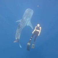 Artis yang berbisnis kosmetik itu mengaku takjub saat menikmati keindahan laut di Gorontalo termasuk momen berenang bersama hiu paus. “Dari awal jatuh cinta sama laut dan segala isinya tu karna ga habis pikir kebesaran Tuhan buat ciptain semua dunia dan isinya..Kagum.. hormat..Akan karyaNya yg luar biasa..,” tulis Gisella di unggahannya. Foto: Dok. Instagram @ gisel_la