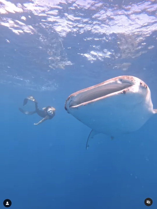 Selain berpose bersama hiu paus dengan berbaring di atas paddle board, Gisella juga menikmati momen bermain-main dengan hewan pemakan plankton itu di dalam laut Gorontalo.  Foto: Dok. Instagram @ gisel_la