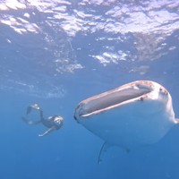 Selain berpose bersama hiu paus dengan berbaring di atas paddle board, Gisella juga menikmati momen bermain-main dengan hewan pemakan plankton itu di dalam laut Gorontalo.  Foto: Dok. Instagram @ gisel_la