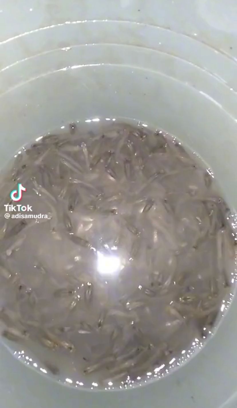 Gokil! Netizen Ini Goreng Peyek Pakai Ikan Cere yang Masih Hidup
