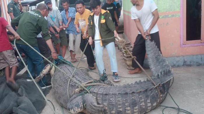 Warga di Kabupaten Gorontalo Utara, Gorontalo dibuat geger dengan kemunculan buaya sepanjang 4,7 meter di pantai.