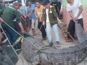 Geger Buaya 4 Meter Muncul di Pantai Gorontalo Utara, BKSDA Evakuasi