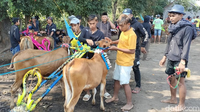 Joki Karapan Sapi Cilik saat ikut meramaikan perlombaan Karapan Sapi di HUT ke-277.