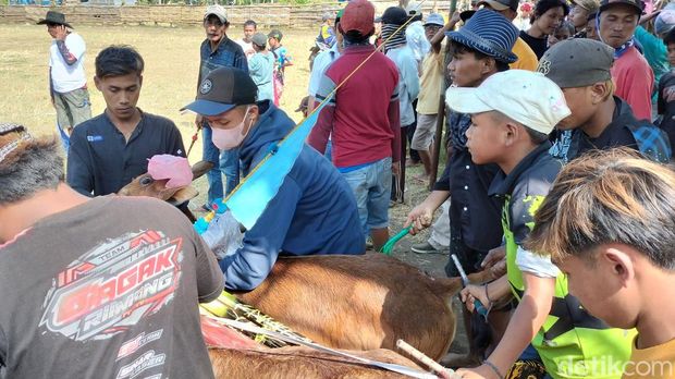 Joki Karapan Sapi Cilik saat ikut meramaikan perlombaan Karapan Sapi di HUT ke-277.