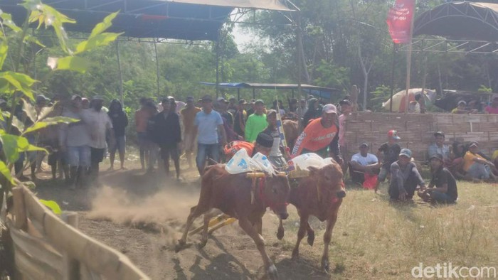 Joki Karapan Sapi Cilik saat ikut meramaikan perlombaan Karapan Sapi di HUT ke-277.