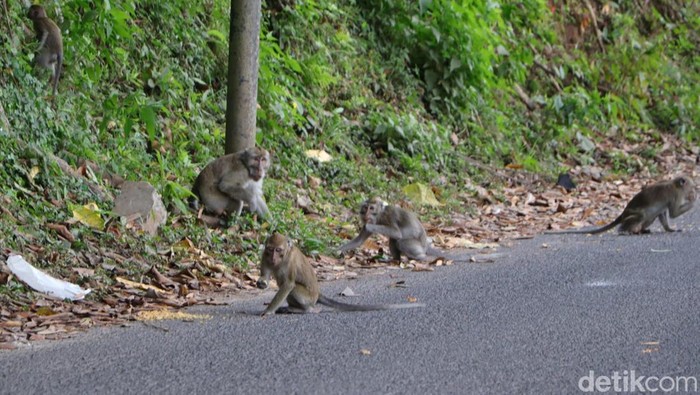 kawanan kera turun ke jalan mencari makanan