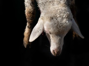 Sejarah Idul Adha dan Asal Usul Ibadah Qurban, Muslim Wajib Tahu!