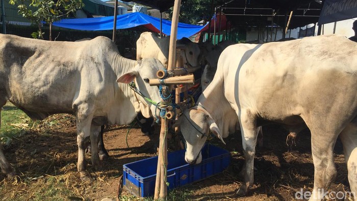 Tak sembarang hewan dapat dikurbankan saat Idul Adha atau lebaran kurban. Ada beberapa kriteria hewan kurban yang harus dipenuhi agar sesuai syariat Islam.