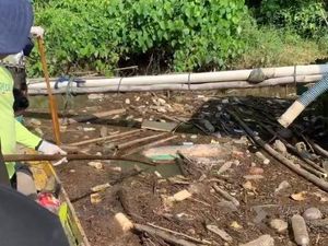 15 Bangkai Babi Terpapar Virus ASF Kembali Ditemukan di Luwu Timur