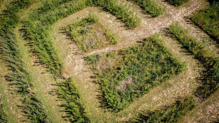 Picture taken on June 6, 2023 shows Gilleleje Labyrinth, where guests must guess their way through the labyrinth's 7km of green paths of willows, deciduous trees, bushes, flowers and fir trees in Gilleleje, Denmark. (Photo by Mads Claus Rasmussen / Ritzau Scanpix / AFP) / Denmark OUT (Photo by MADS CLAUS RASMUSSEN/Ritzau Scanpix/AFP via Getty Images)