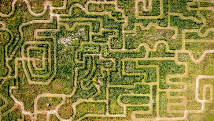 Picture taken on June 6, 2023 shows Gilleleje Labyrinth, where guests must guess their way through the labyrinth's 7km of green paths of willows, deciduous trees, bushes, flowers and fir trees in Gilleleje, Denmark. (Photo by Mads Claus Rasmussen / Ritzau Scanpix / AFP) / Denmark OUT (Photo by MADS CLAUS RASMUSSEN/Ritzau Scanpix/AFP via Getty Images)