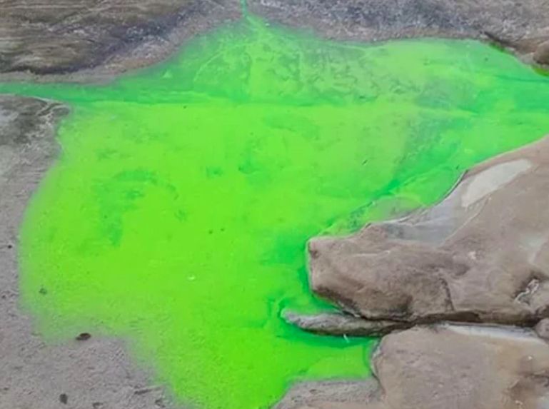 Pantai Sydney berubah jadi hijau