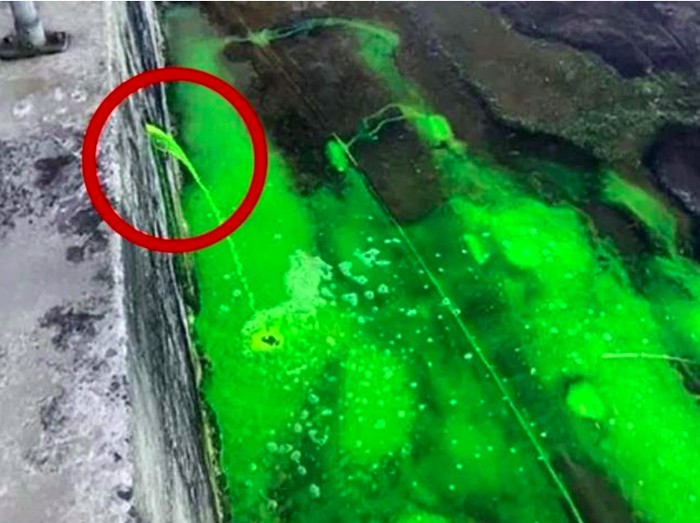 Pantai Sydney berubah jadi hijau