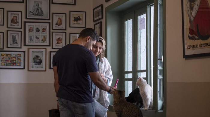 Pencinta Kucing Merapat, Ada 'Meowseum' di Iran Two Iranian women are feeding cats while visiting the ''Meowseum'' in downtown Tehran, Iran, on June 6, 2023. The self-funded ''Meowseum'' is located in an old three-story building that has a cafe with Persian cat images and symbols on the ground floor, and two other floors with 30 friendly cats roaming freely. (Photo by Morteza Nikoubazl/NurPhoto via Getty Images)